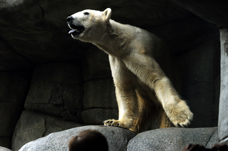 Polarbear close up at Hamburg