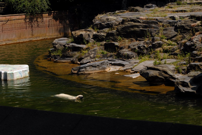 Polarbear enclosure