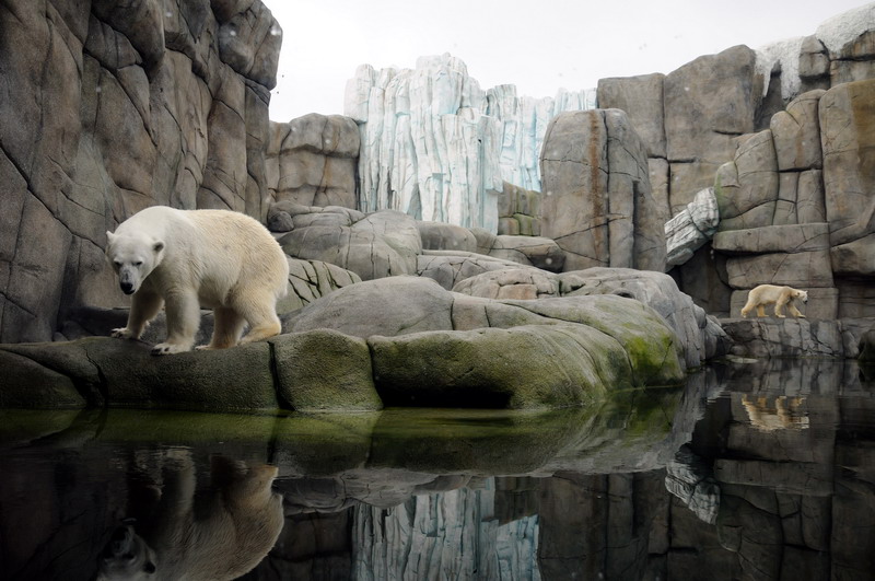 Polarbearenclosure at Hamburg