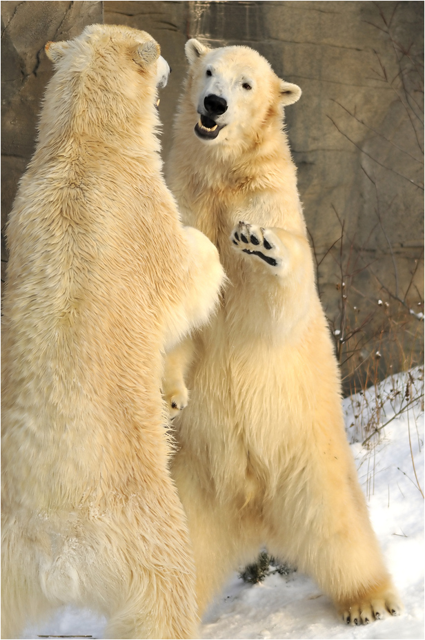 Polarbears at Hannover Zoo