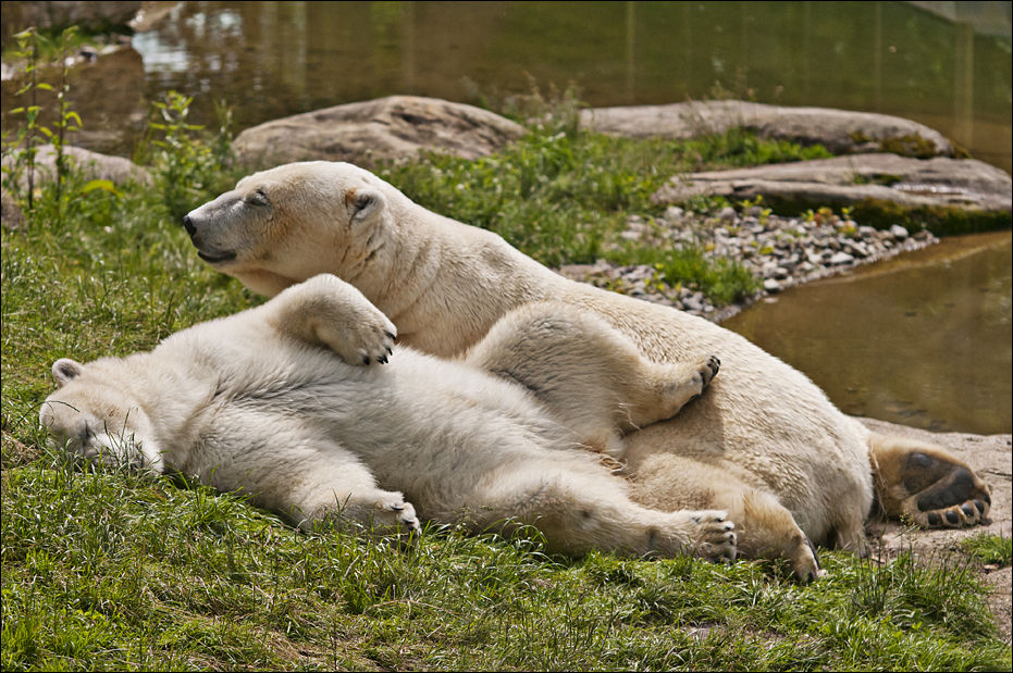 Polarbears at Hellabrunn, München