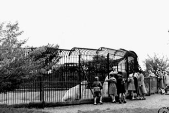 polarbears at whipsnade