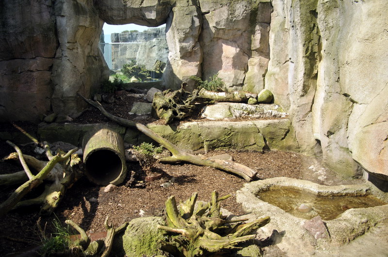 Polarfox-enclosure at Bremerhaven zoo