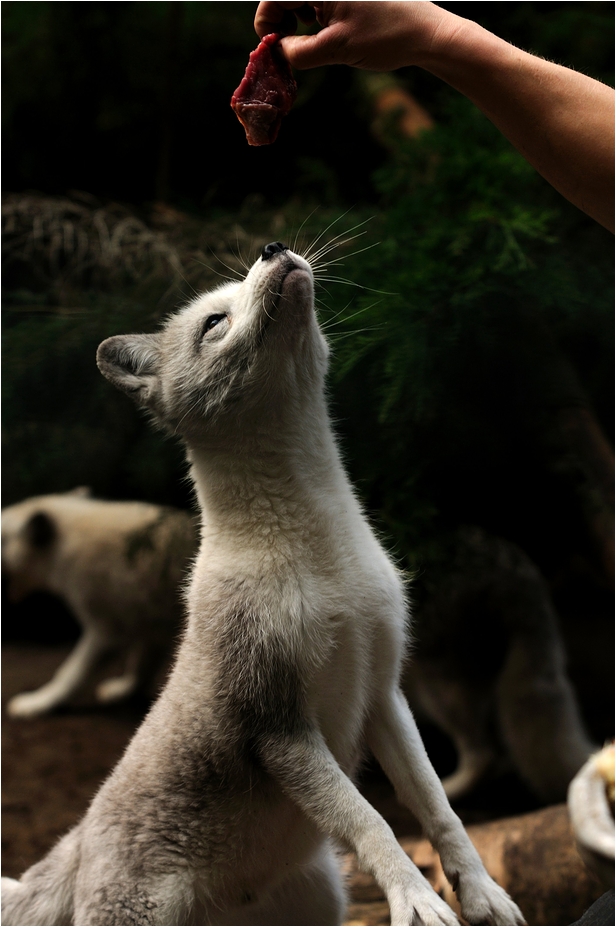 Polarfox-feeding at Neumünster