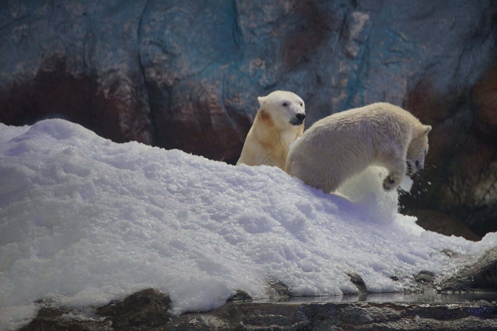 Polars Bear mother and daughter