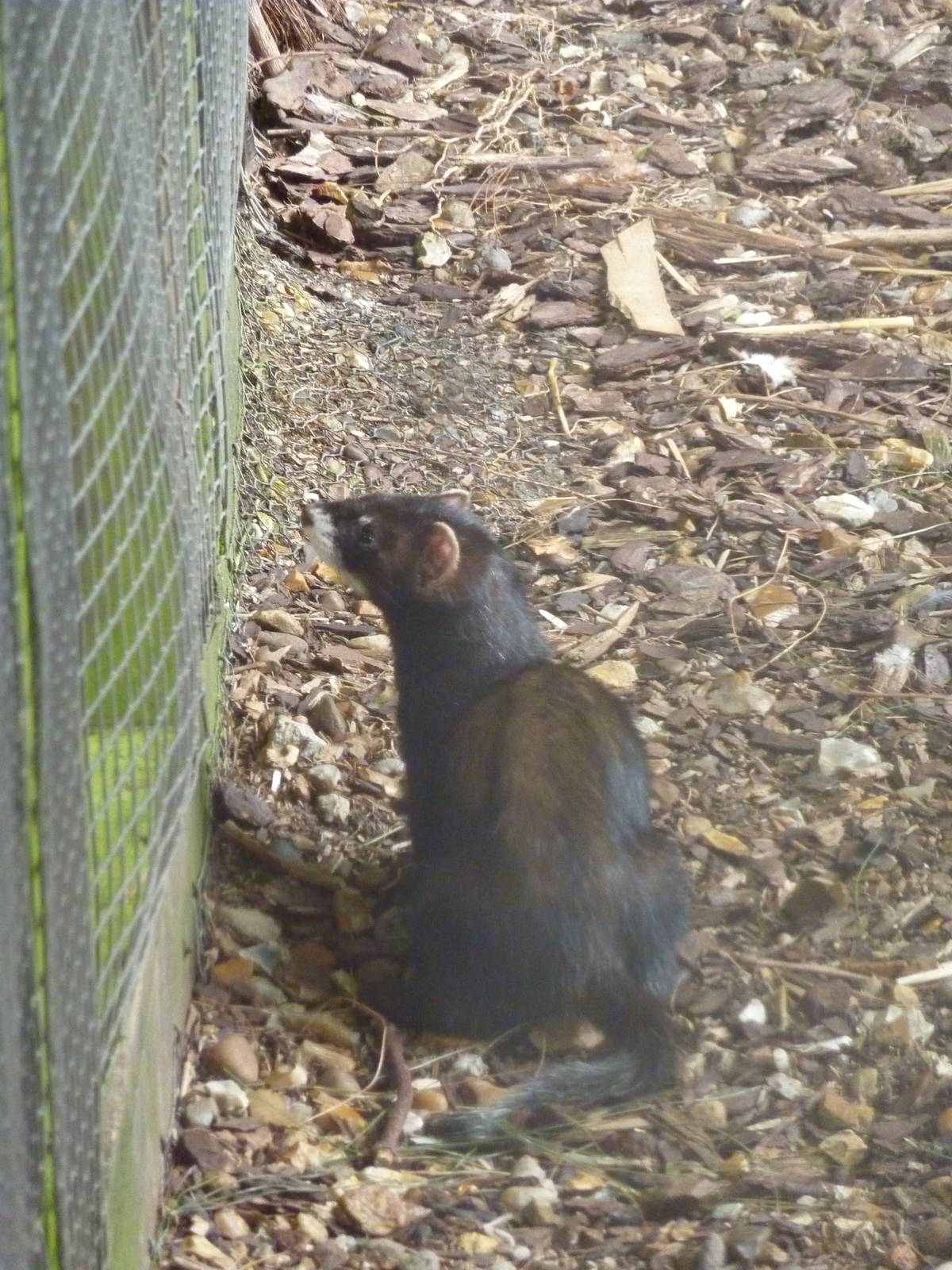 Polecat - 20th August 2012