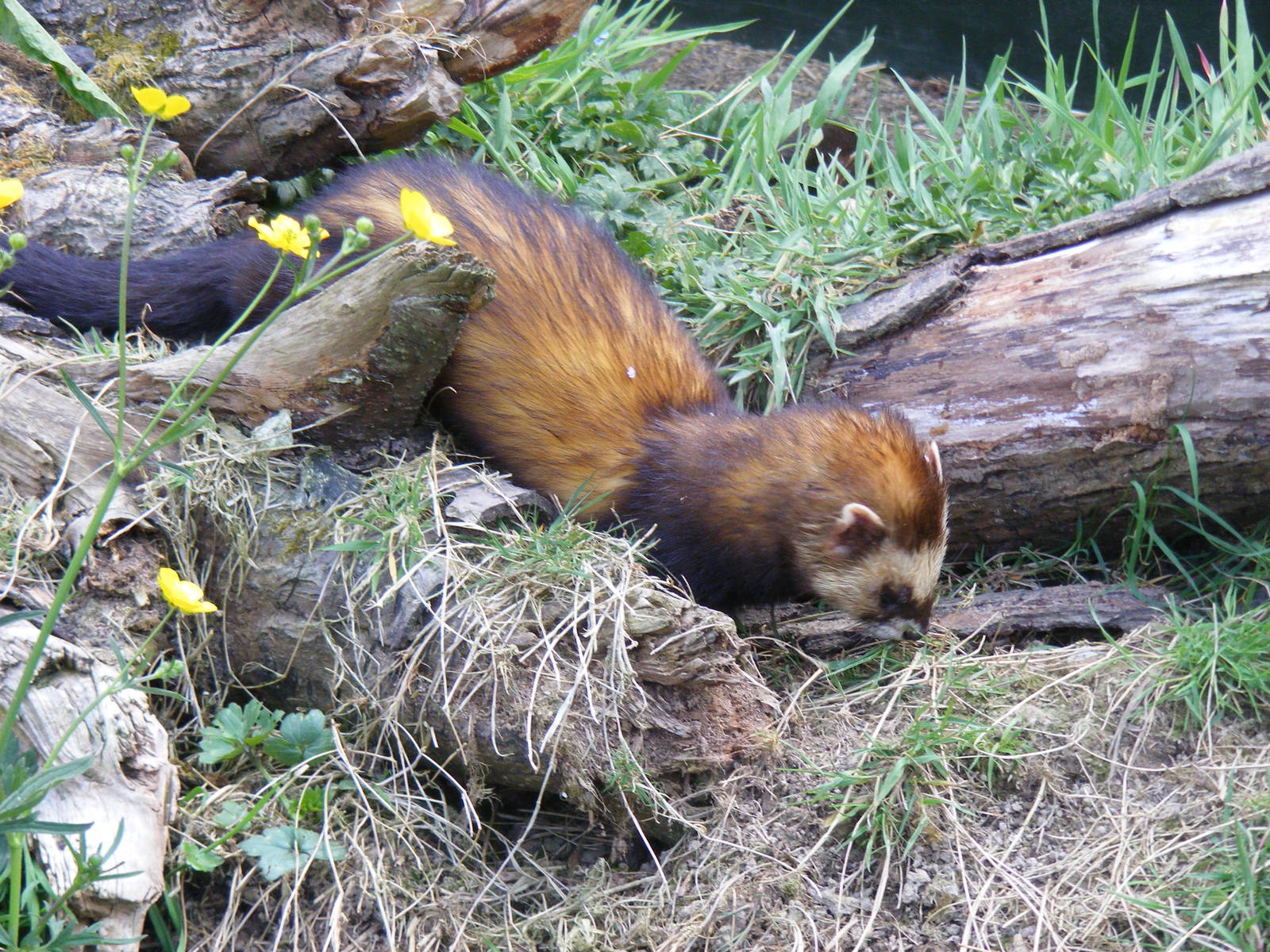 Polecat at British Wildlife Centre, 30 May 2010
