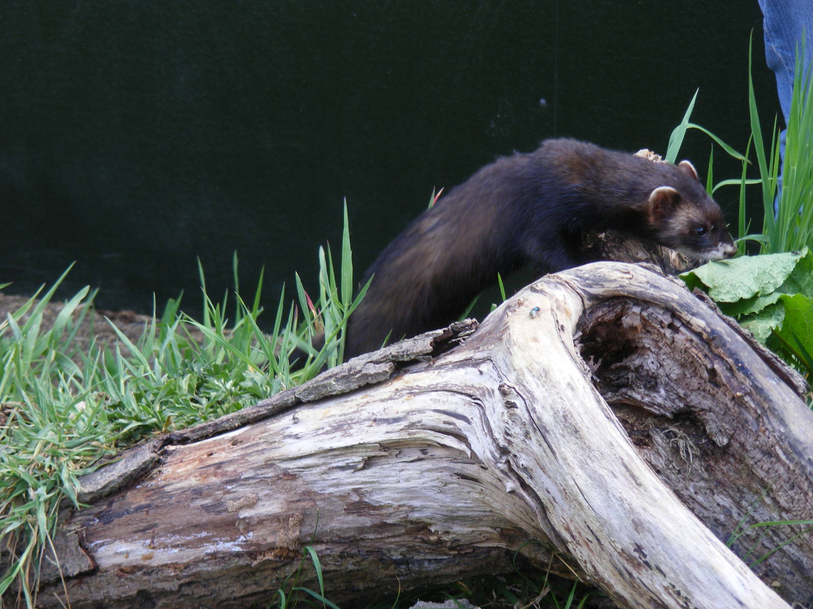 Polecat at British Wildlife Centre, 30 May 2010