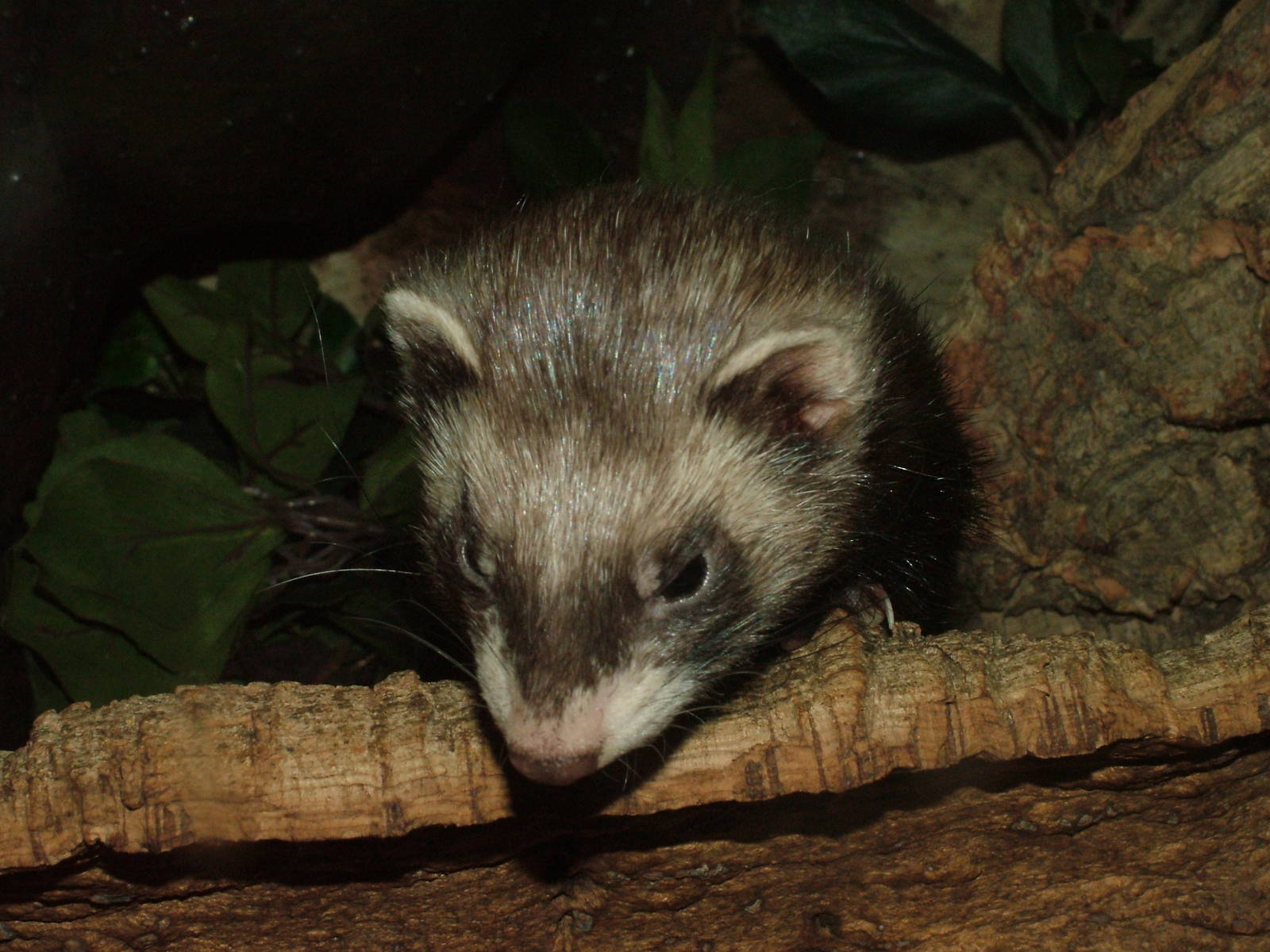 Polecat (?) at Lakes Aquarium 2008