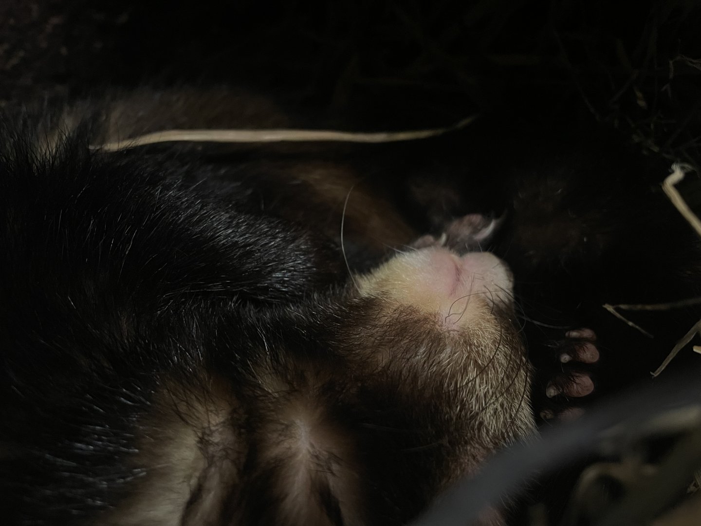 Polecat-Ferret Hybrid (Mustela putorius x furo)