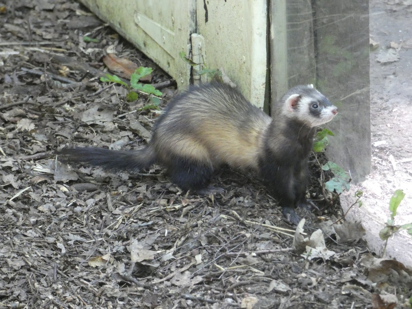 Polecat-Ferret