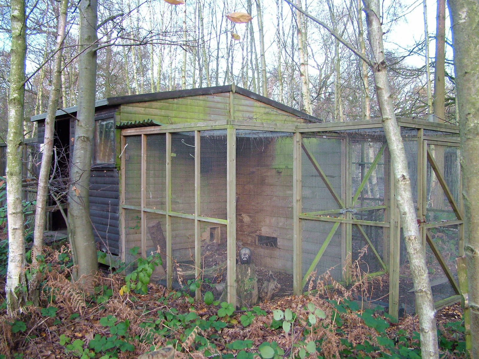 Polecat holding area at Wildwood 28/11/09