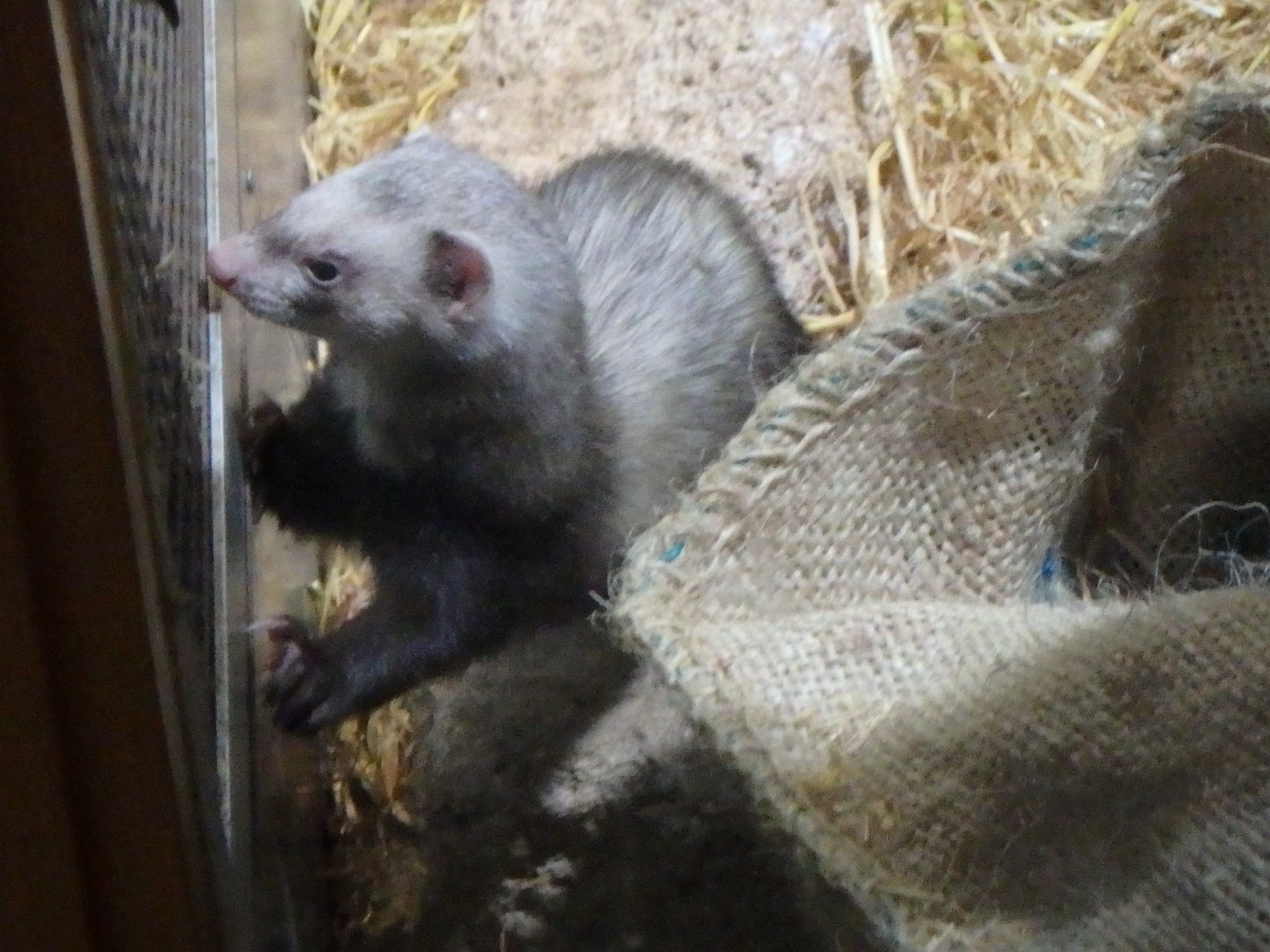 Polecat Marten