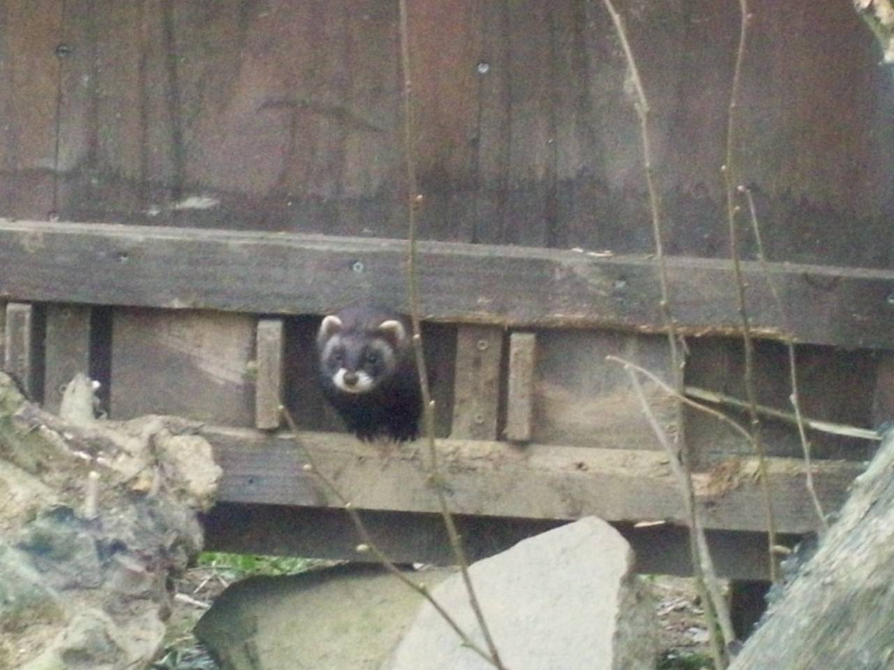 polecat