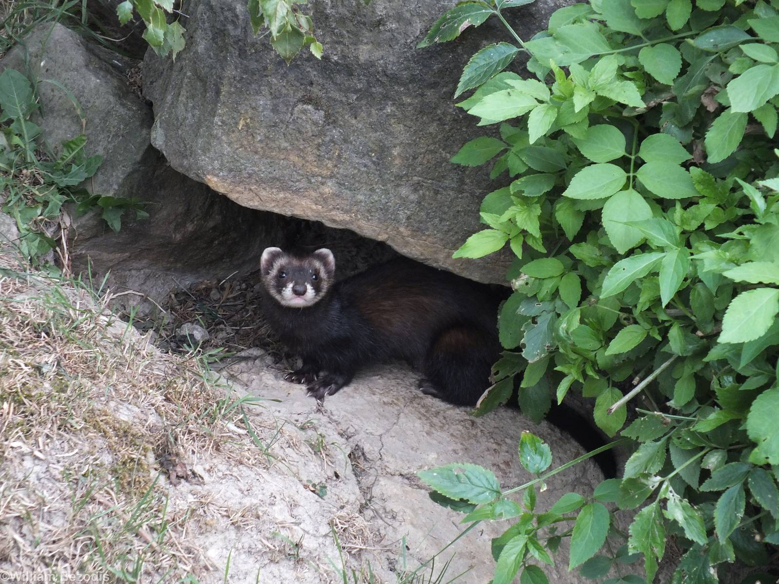 Polecat