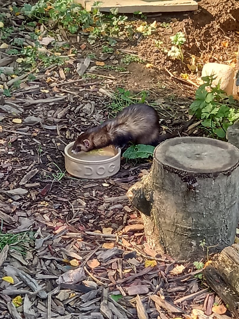 Polecat