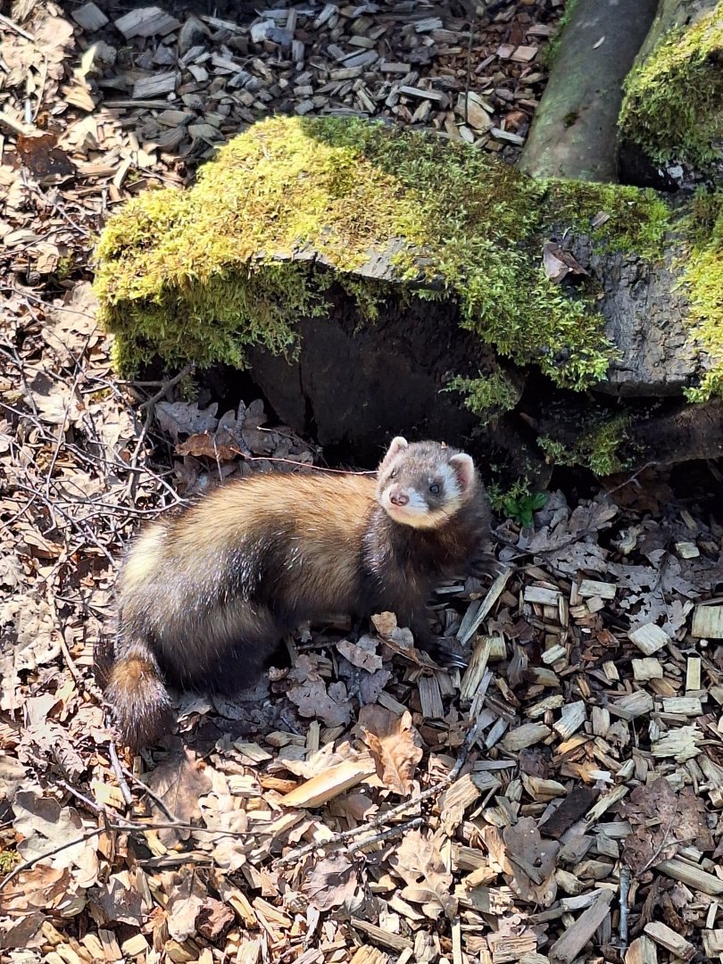 Polecat