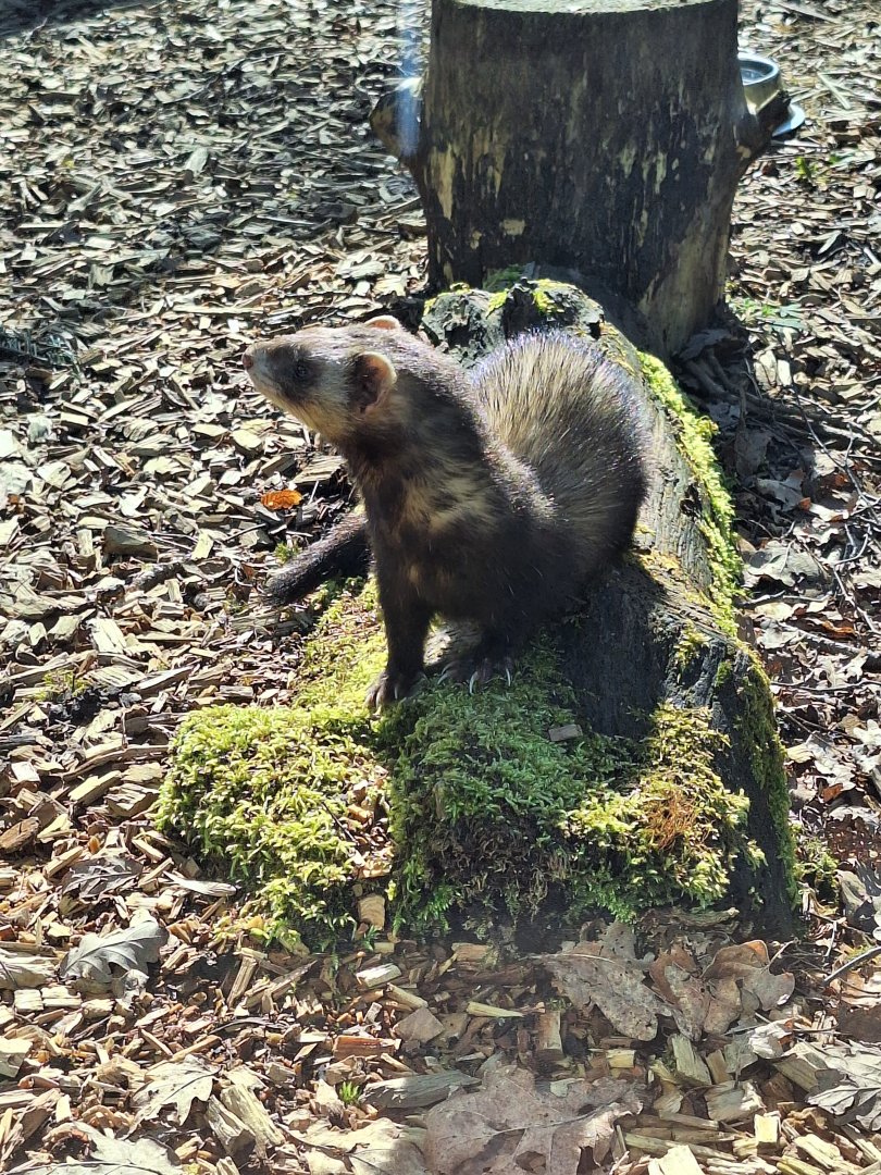 Polecat