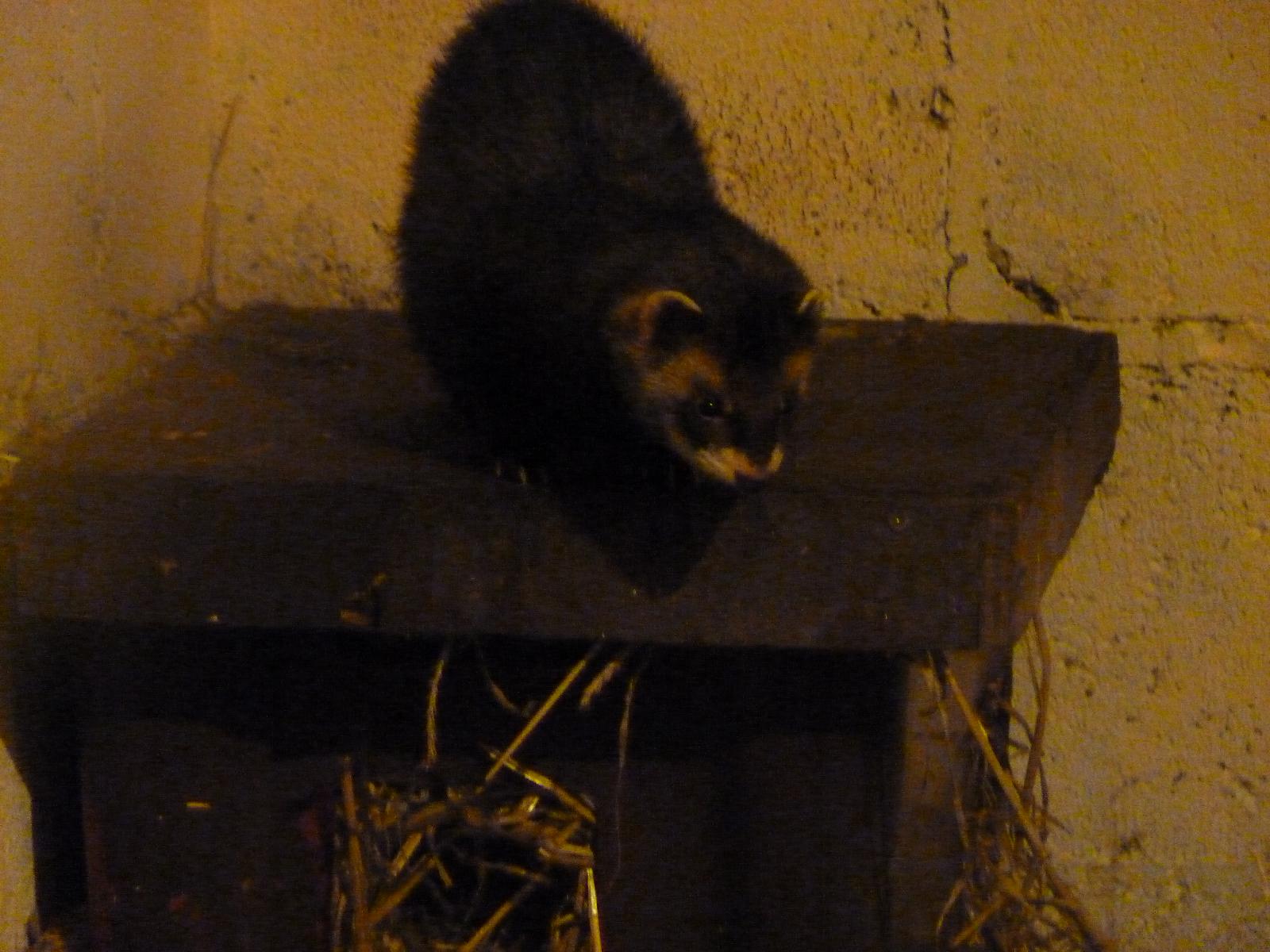 Polecat
