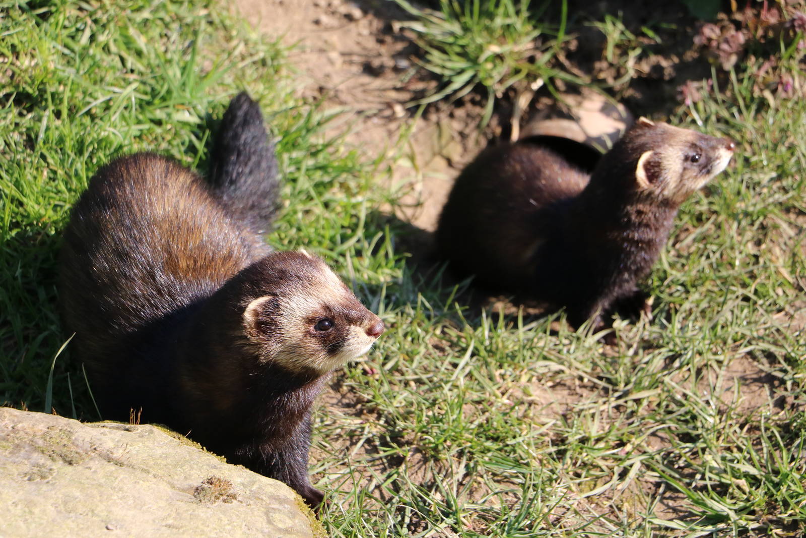 Polecats, March 2016