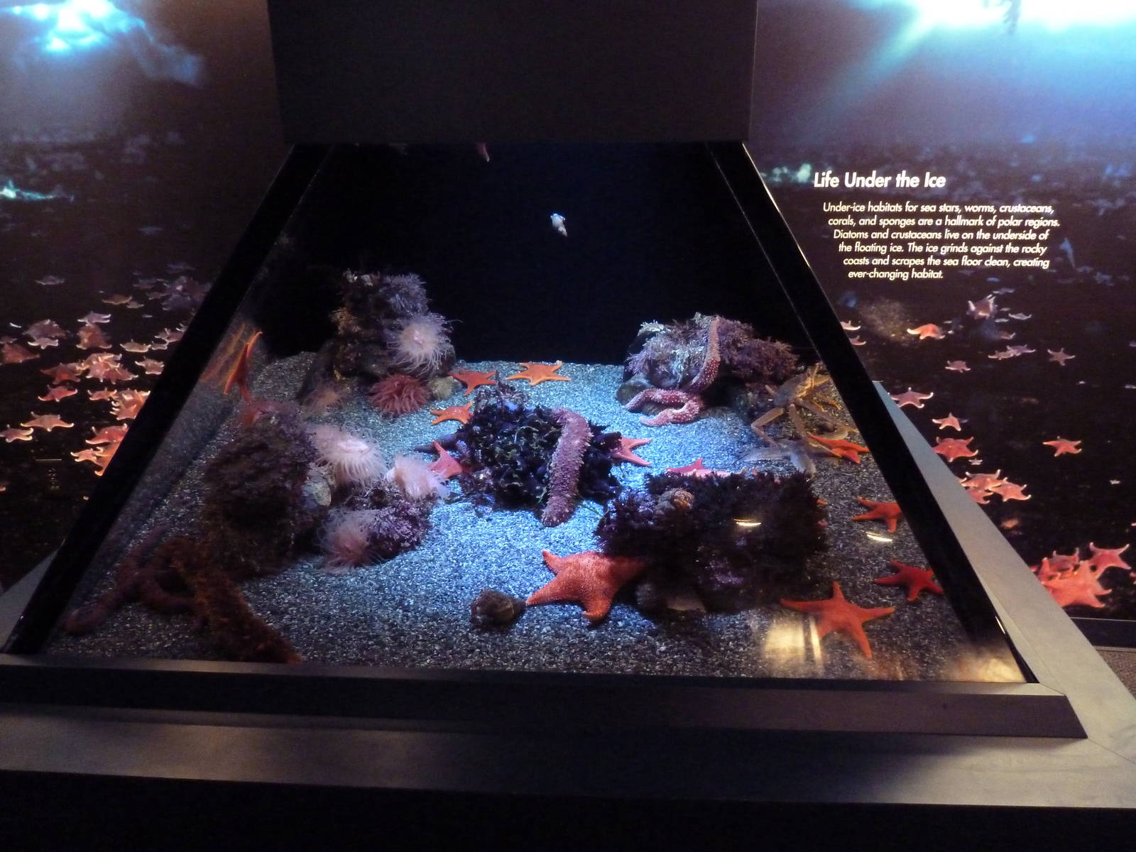 Poles In Peril - Feather Star Exhibit