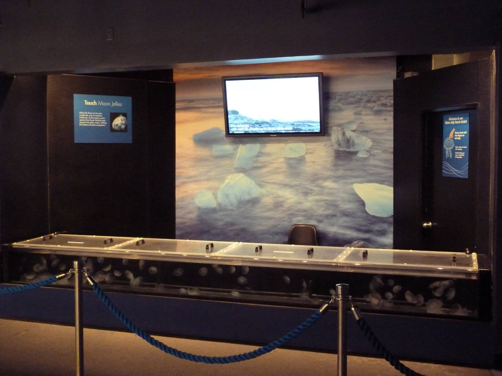 Poles In Peril - Moon Jelly Touch Tank