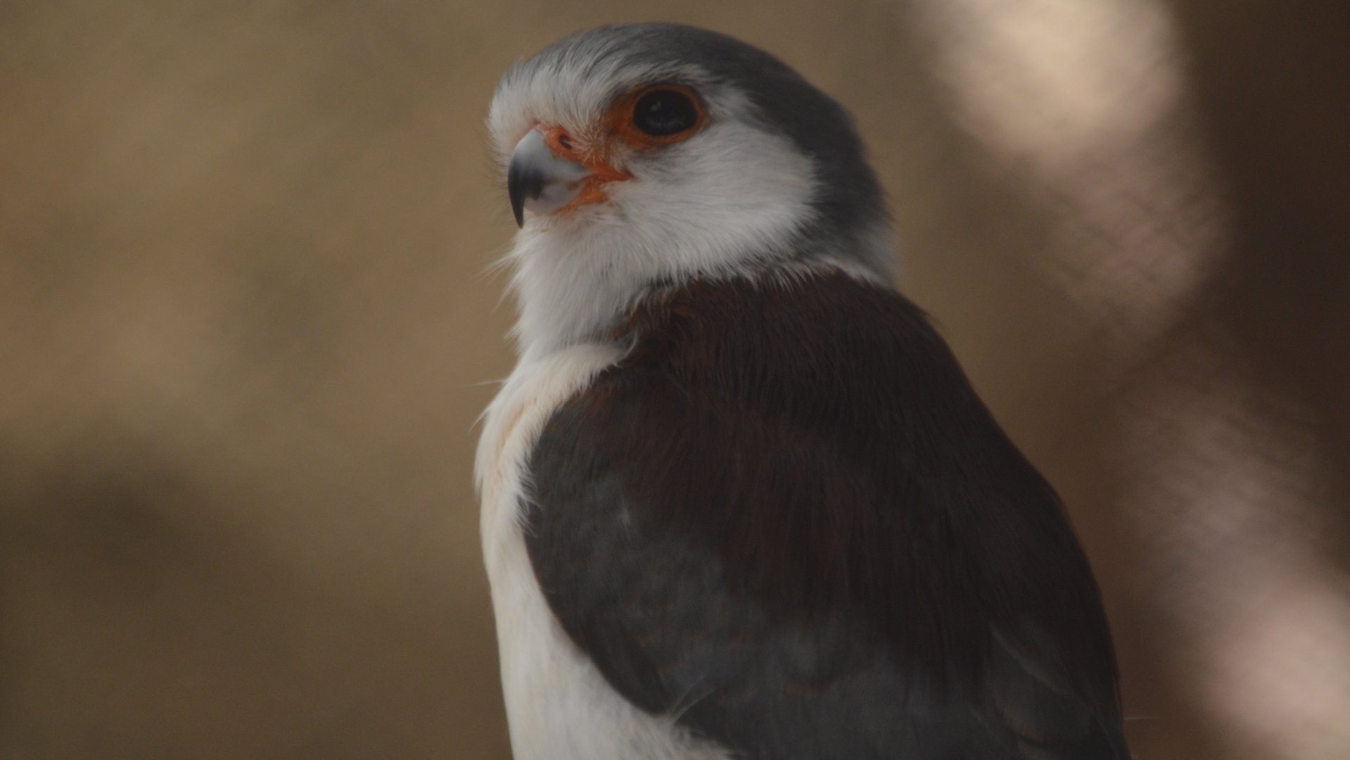 Polihierax semitorquatus