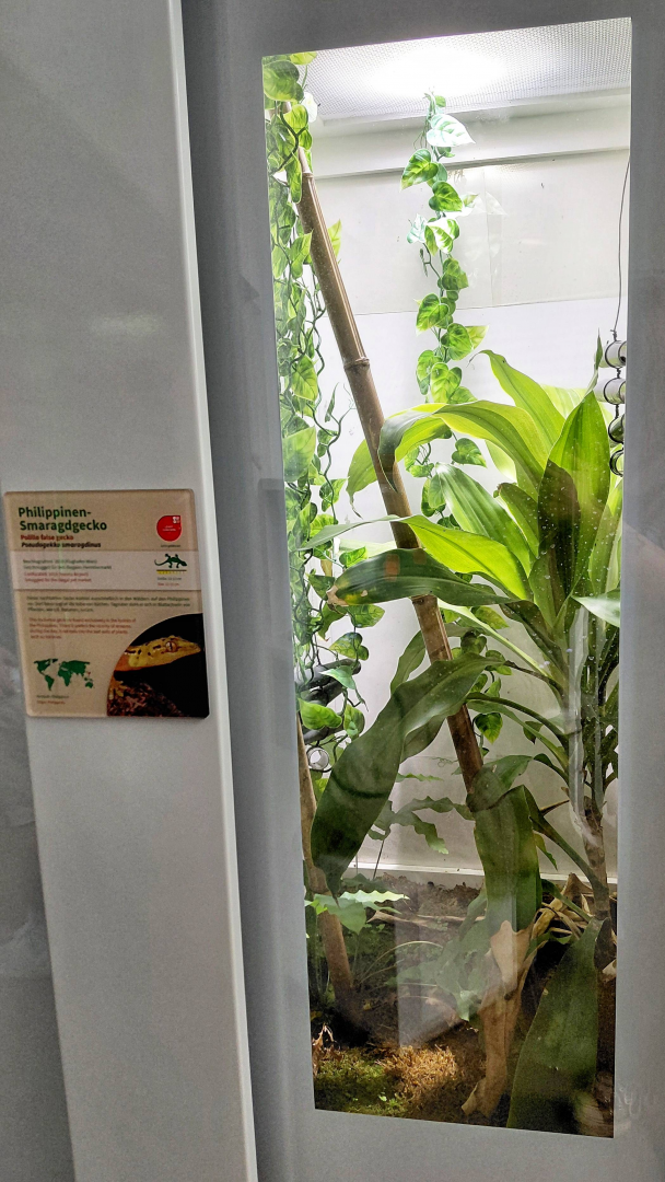 Polillo false gecko exhibit