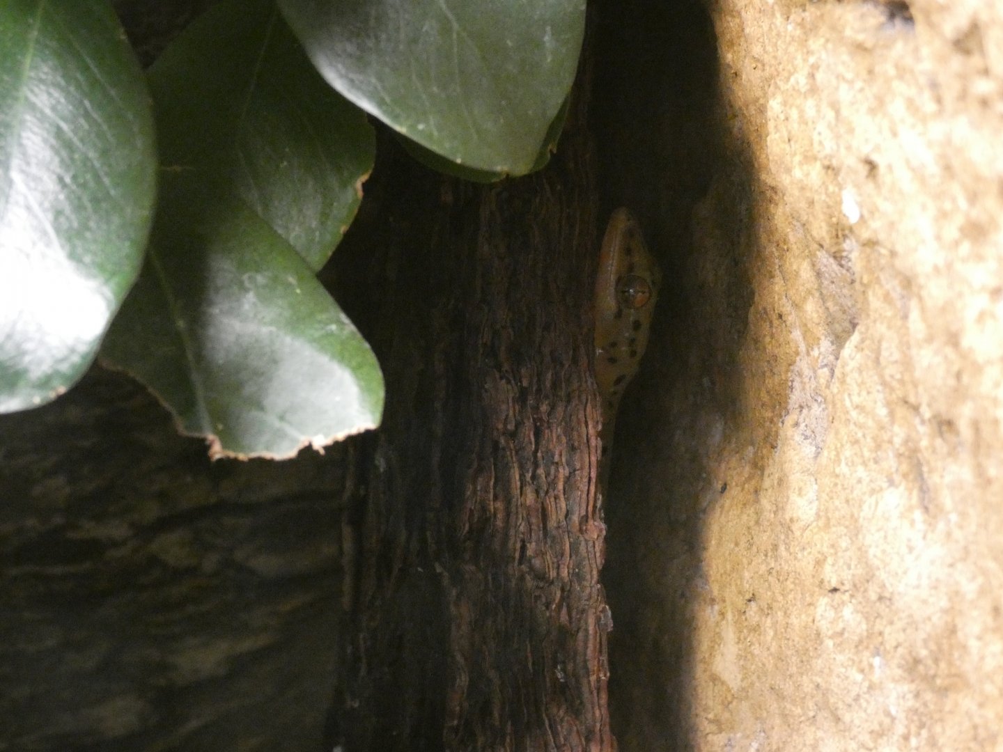Polillo false gecko