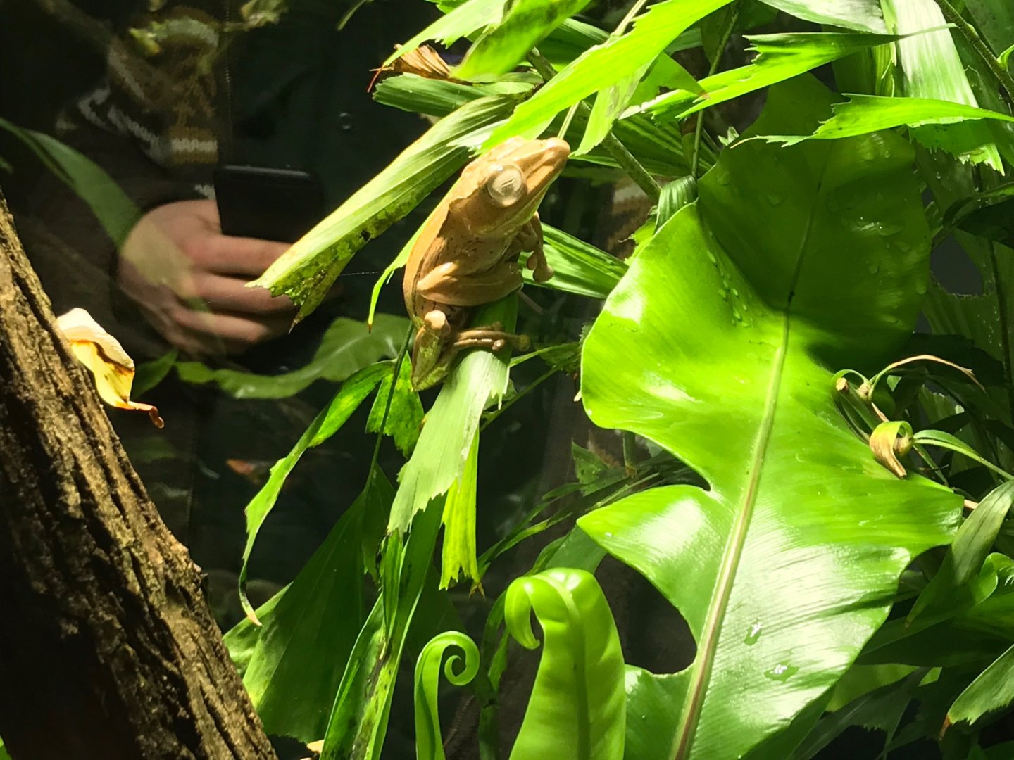 Polipedates otilophus 270118