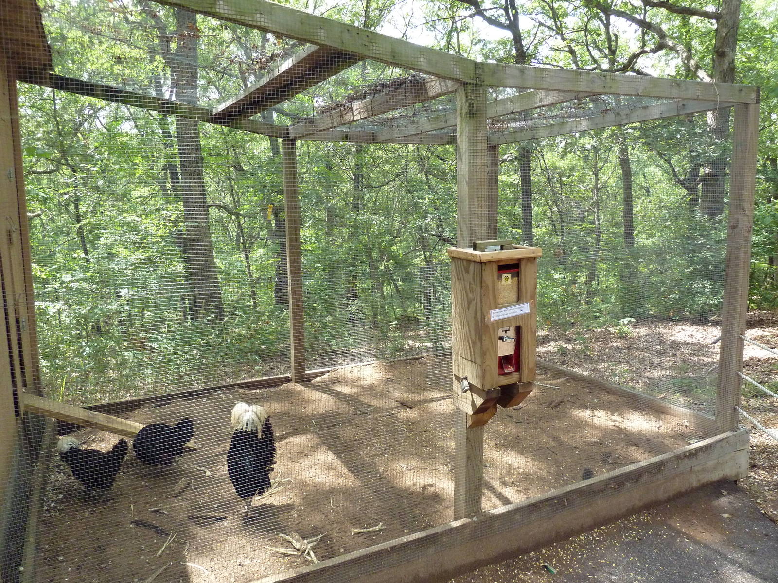 Polish Chicken Aviary