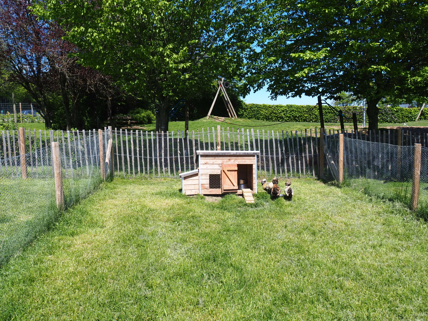 Polish chicken pen, 2021-05-29