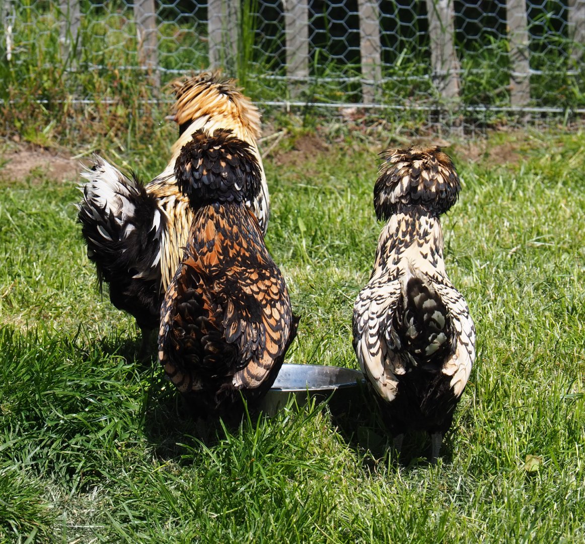 Polish chickens (Gallus gallus domesticus), 2021-05-29