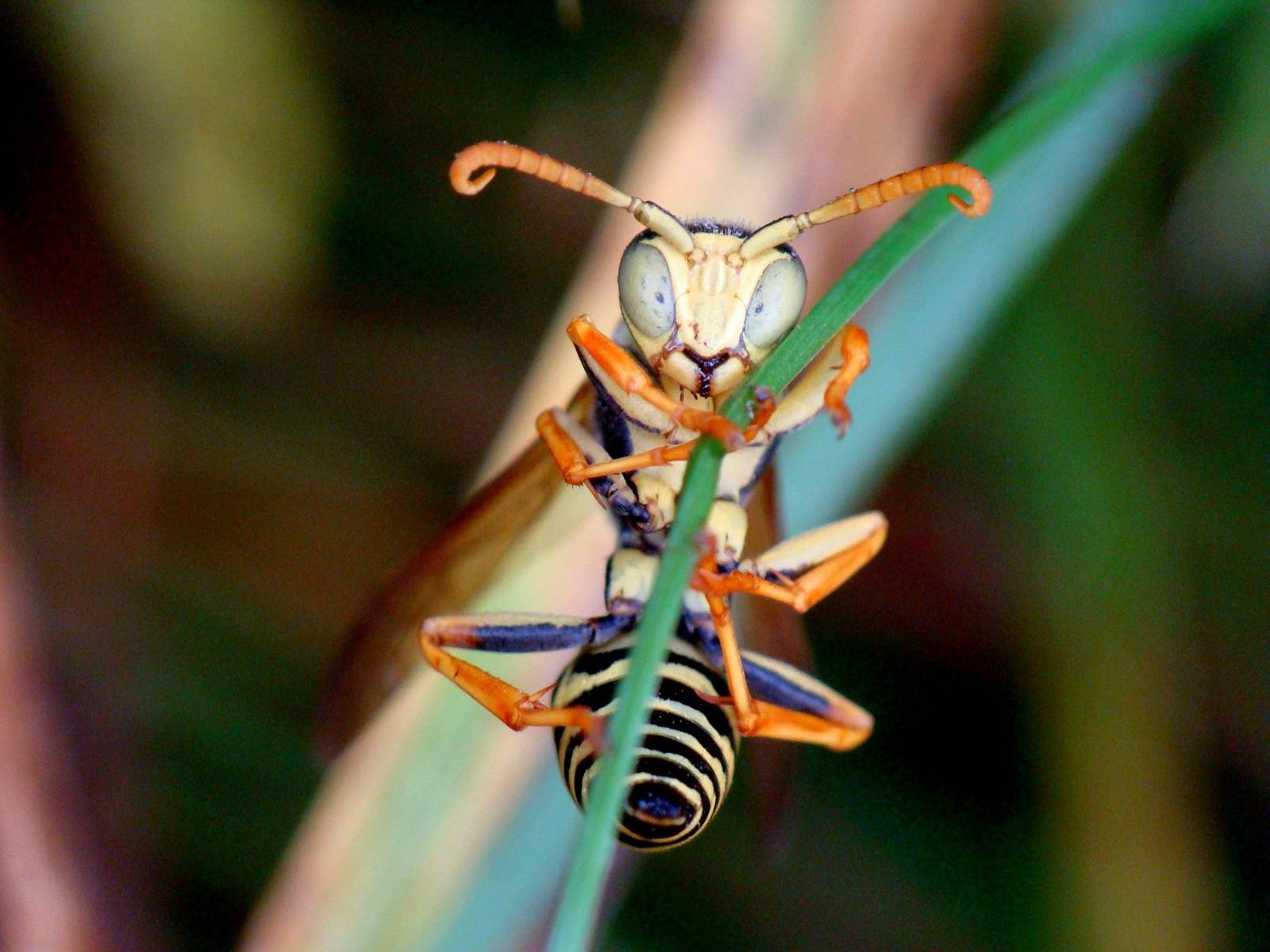 Polistes bischoffi .