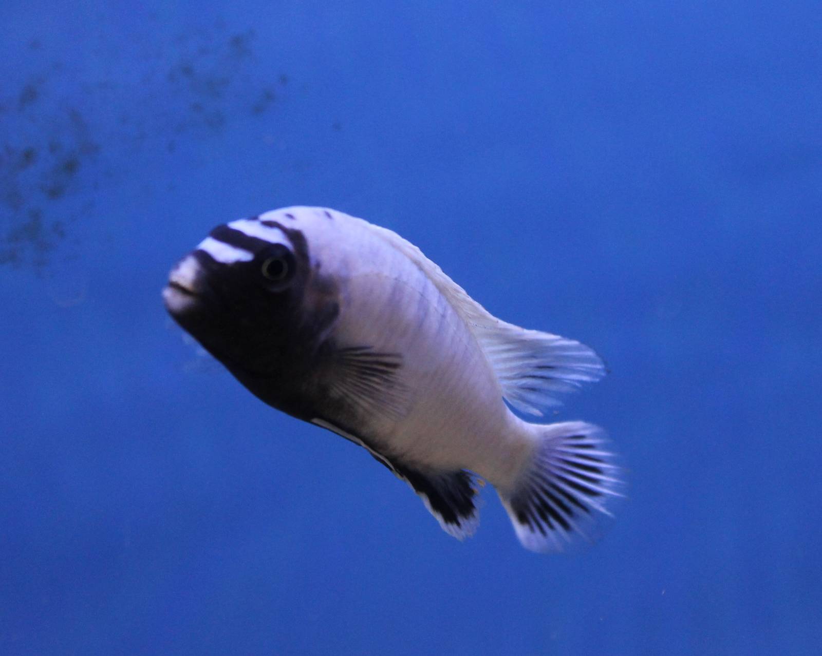 Polit cichlid, Pseudotropheus sp. "polit"