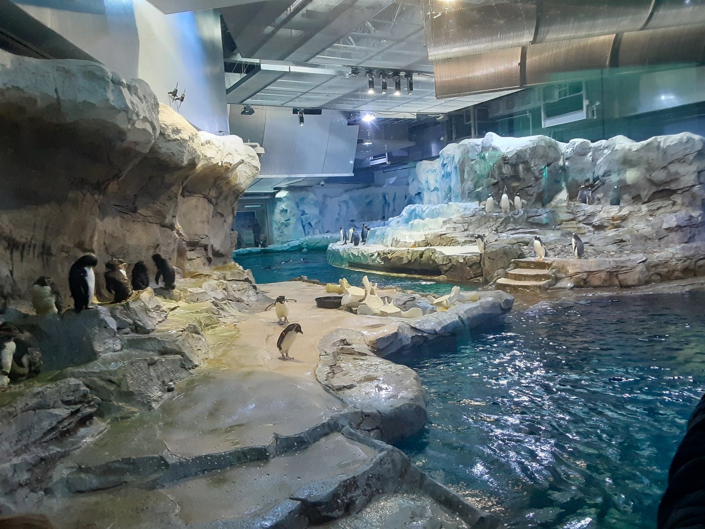 Polk Penguin Conservation Center- first viewing window