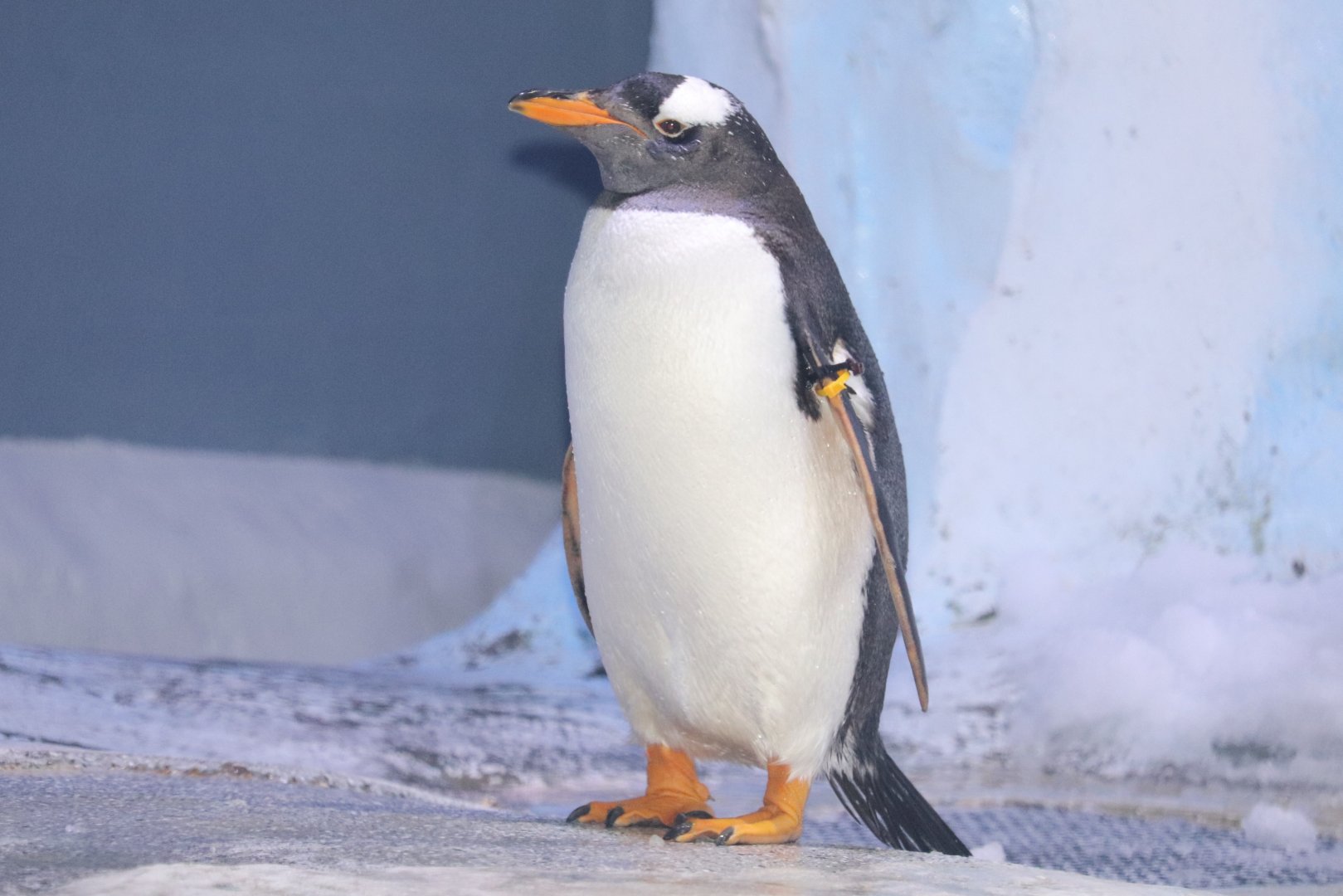 Polk Penguin Conservation Center - Gentoo Penguin