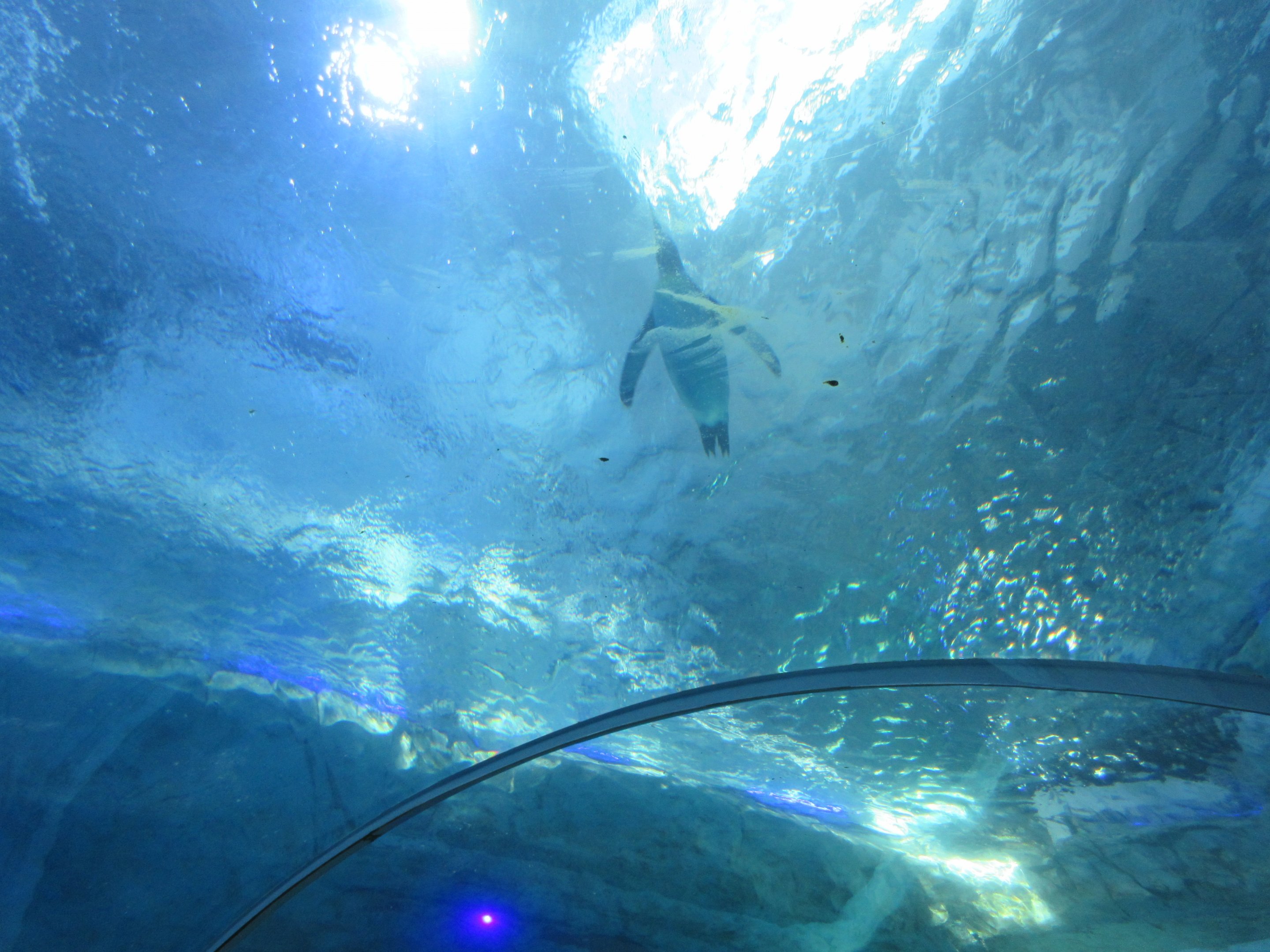 Polk Penguin Conservation Center - King Penguin
