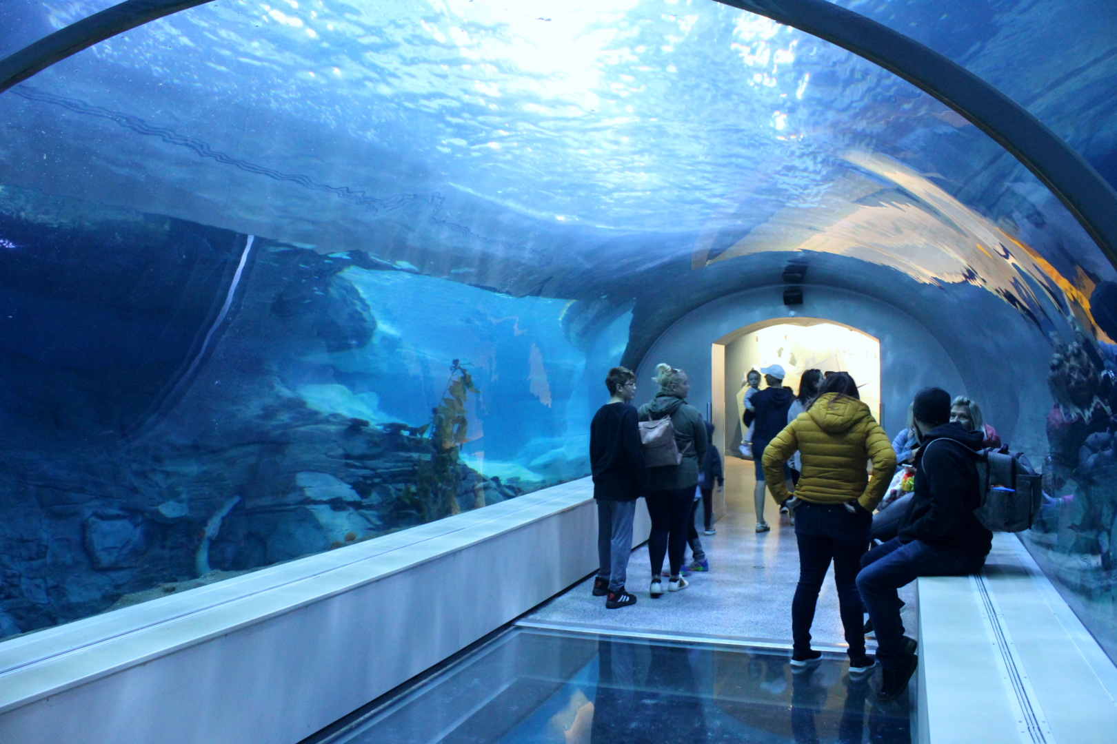 Polk Penguin Conservation Center - Underwater Viewing Tunnel