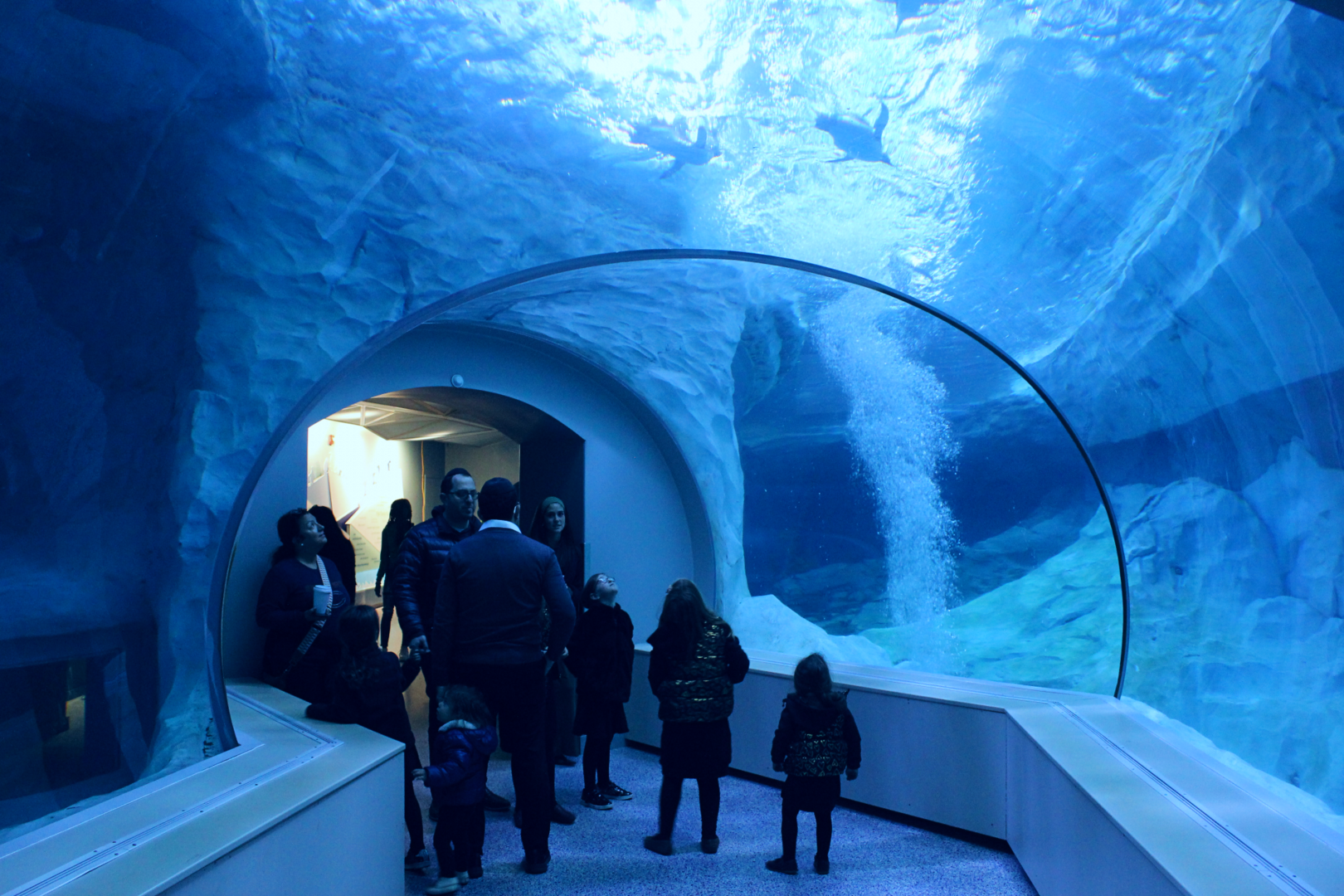Polk Penguin Conservation Center - Underwater Viewing Tunnel