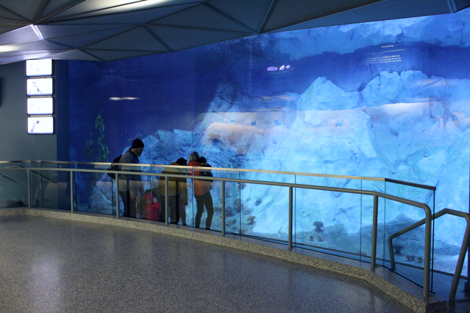 Polk Penguin Conservation Center - Underwater Viewing