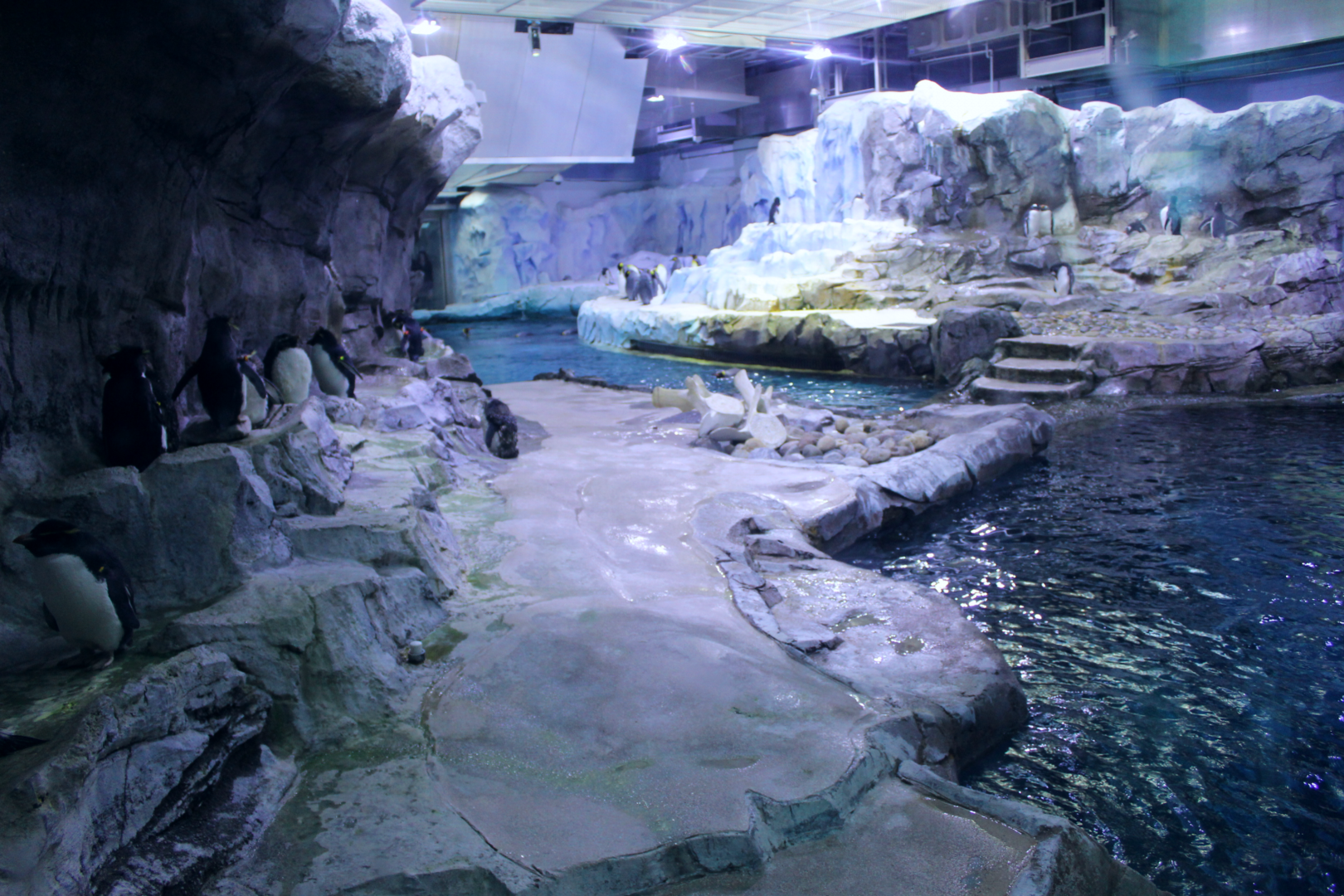 Polk Penguin Conservation Center