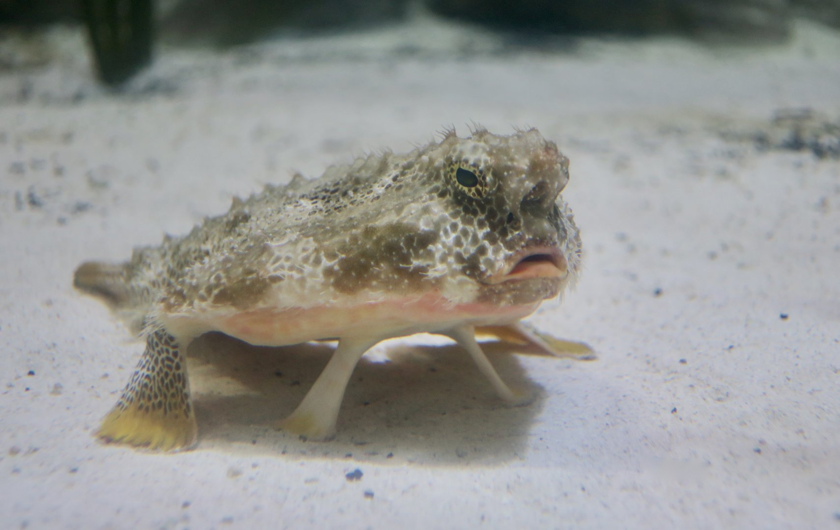 Polka-Dot Batfish (Ogcocephalus cubifrons)