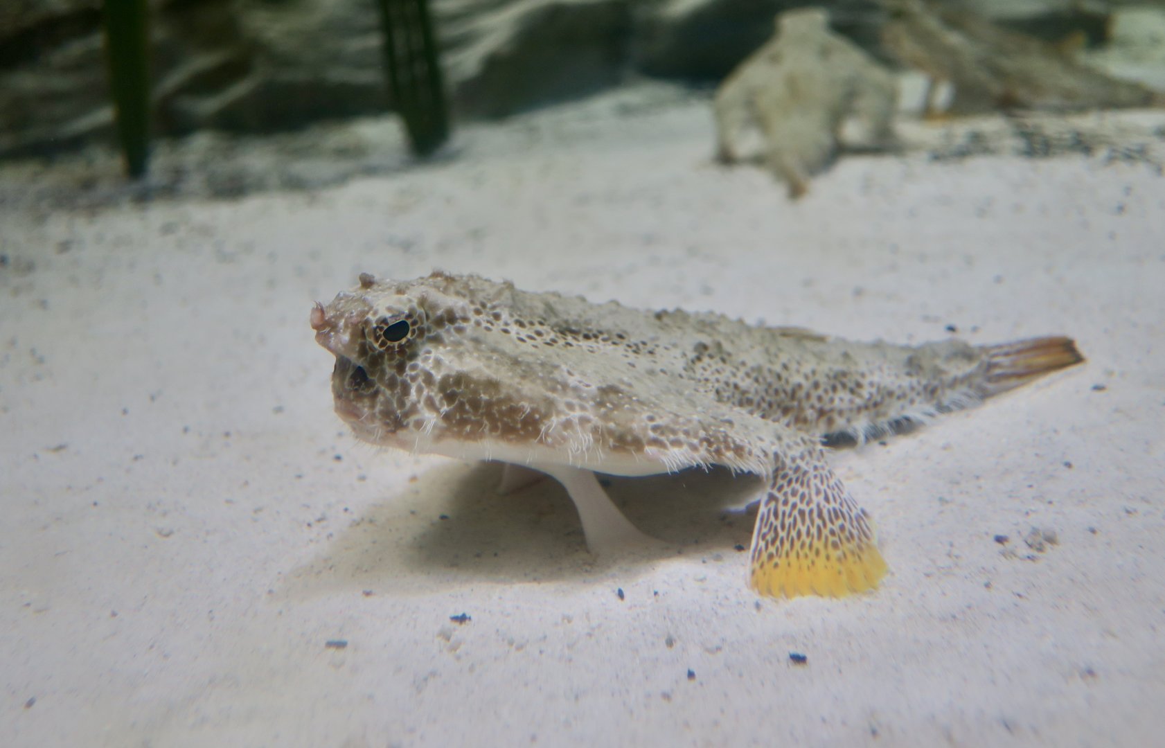 Polka-Dot Batfish (Ogcocephalus cubifrons)