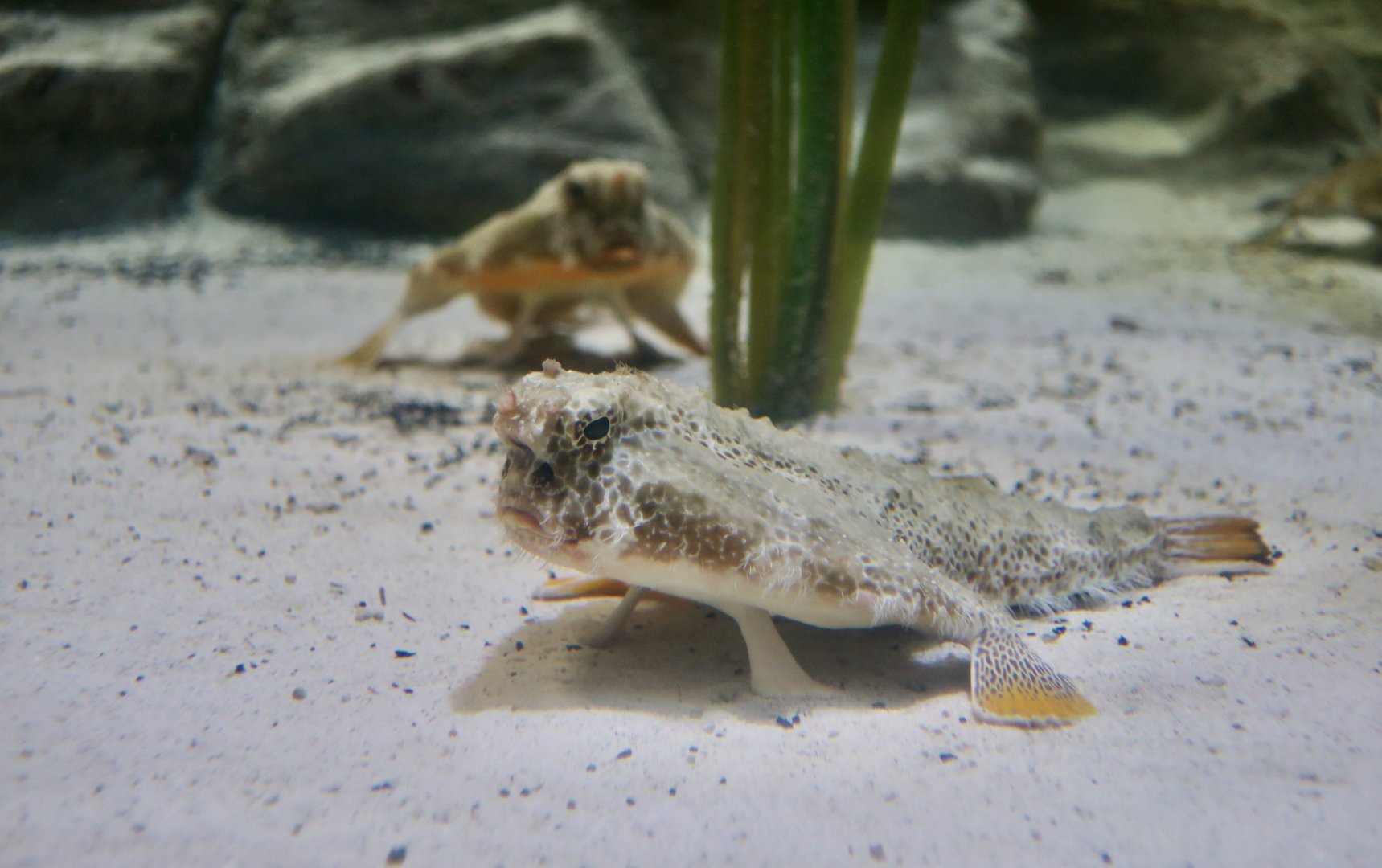 Polka-Dot Batfish (Ogcocephalus cubifrons)