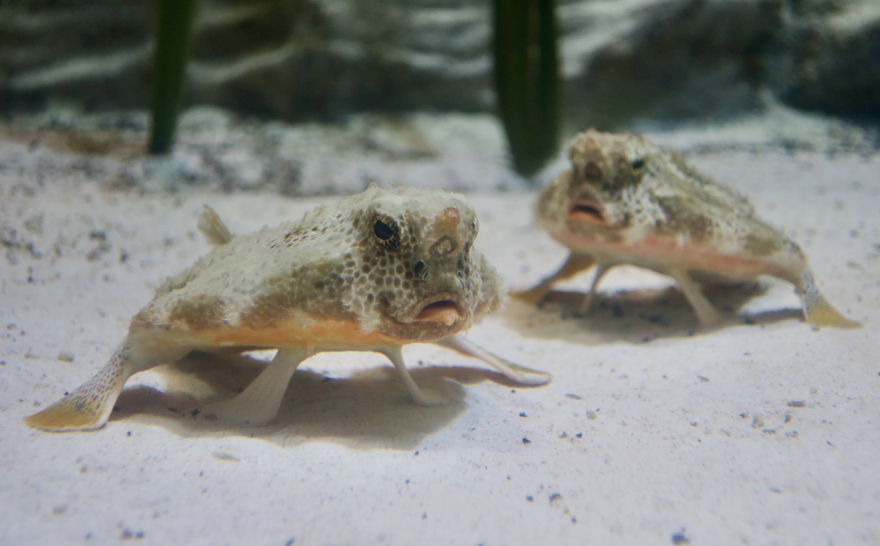 Polka-Dot Batfish (Ogcocephalus cubifrons)