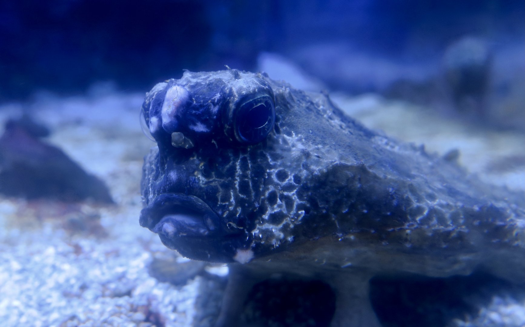 Polka-Dot Batfish (Ogcocephalus cubifrons)