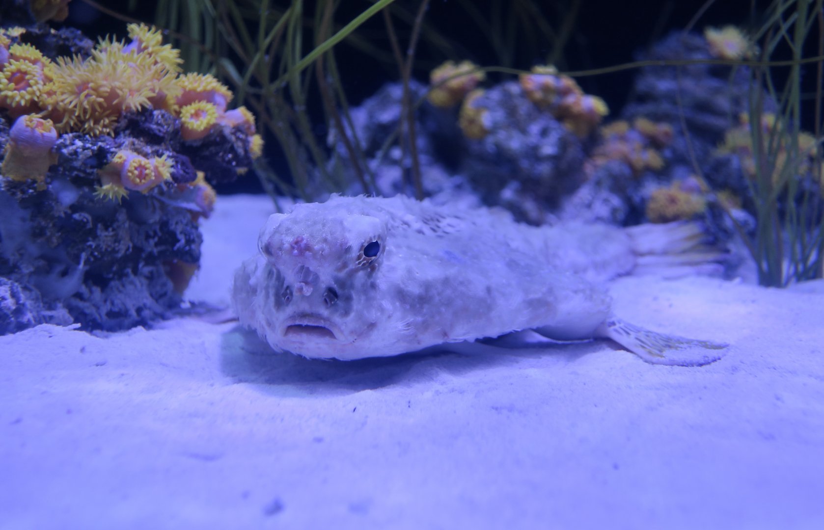 Polka-Dot Batfish (Ogcocephalus cubifrons)