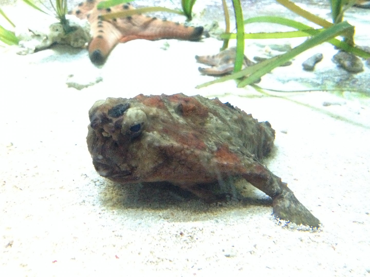 Polka-dot Batfish (Ogcocephalus radiatus)