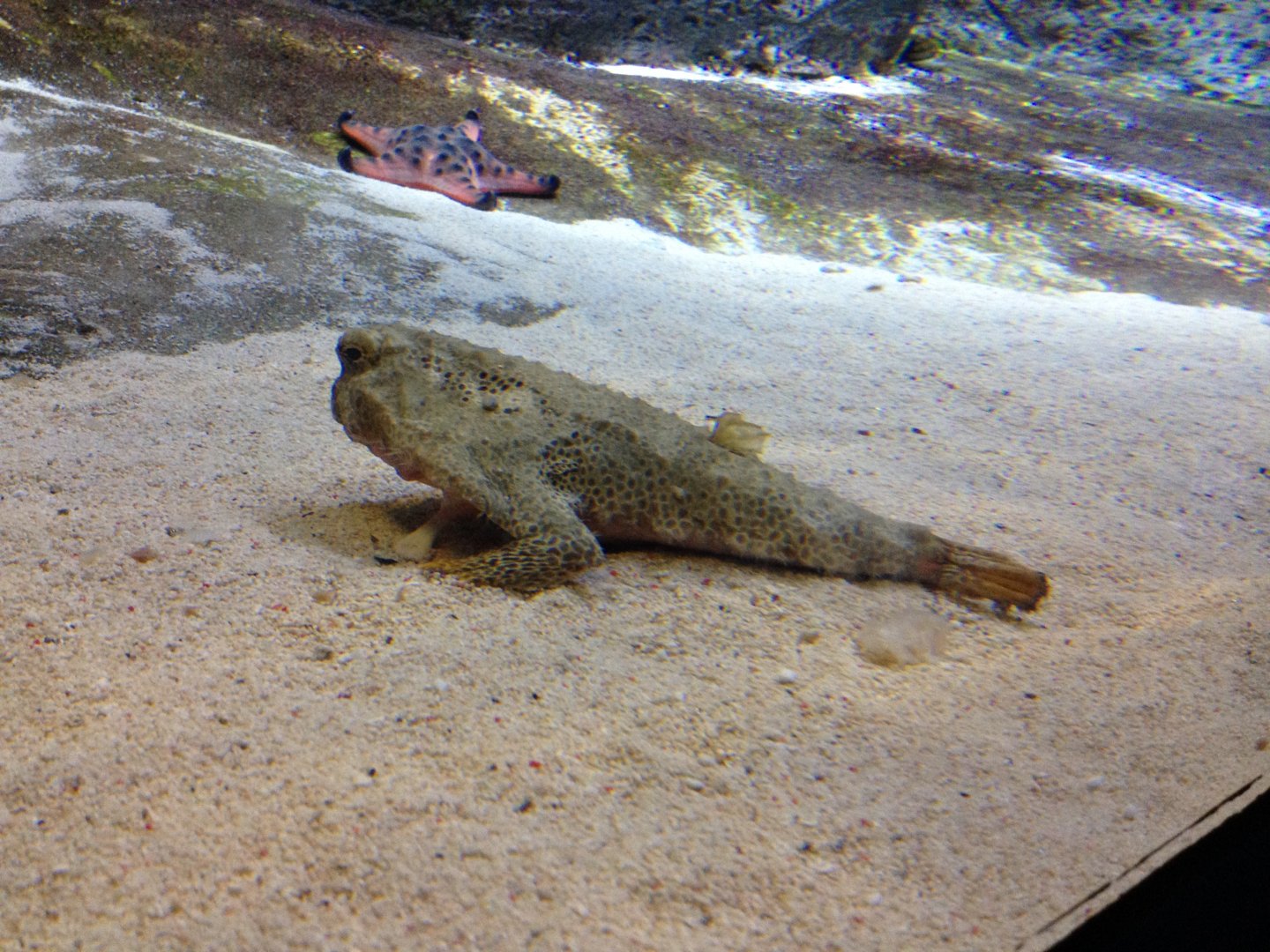 Polka-dot Batfish (Ogcocephalus radiatus)